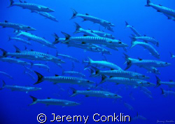 Taken at Ant Atoll in Phonpe, FSM... by Jeremy Conklin 